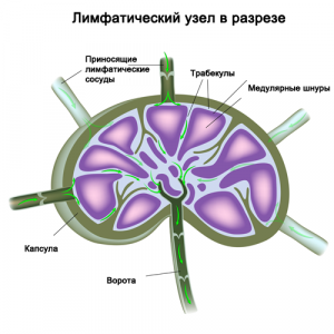 Лимфатический узел
